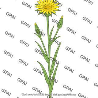 Tragopogon pratensis
