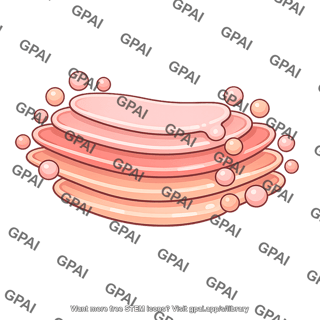 Golgi apparatus