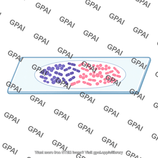 Gram stain