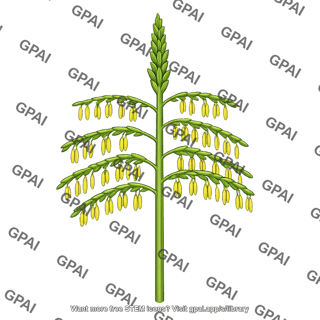 Maize inflorescence male