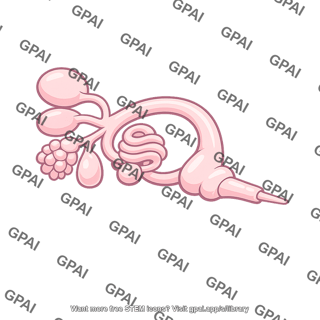 Snail genitalia