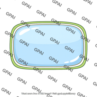 Central vacuole