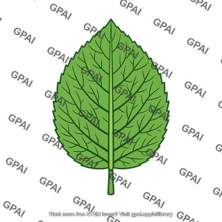 Eudicot leaf