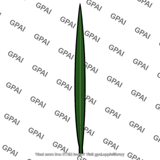 Needle shaped leaf