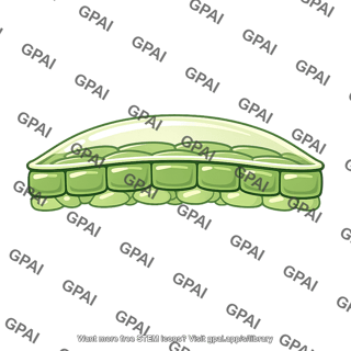 Cuticle plant