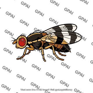 Blueberry maggot fly
