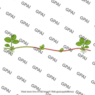 Strawberry stolon