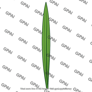Iris leaf