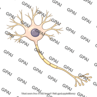 Multipolar neuron