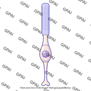 Rod photoreceptor