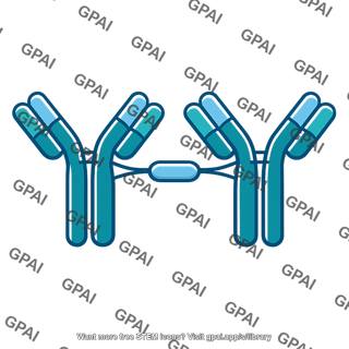 Antibody iga