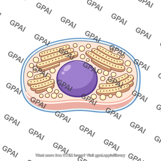 Pancreatic cell