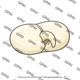 Common garden bean seed germinating