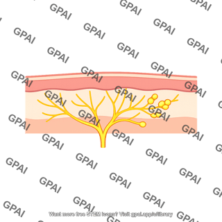 Touch receptor free nerve ending