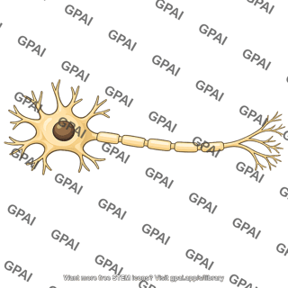 Motor neuron