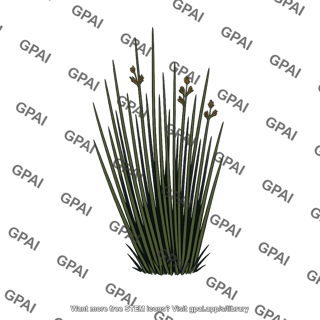 Black rush plant