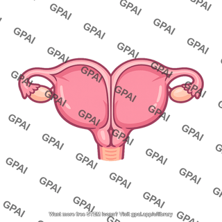 Uterus two chambered