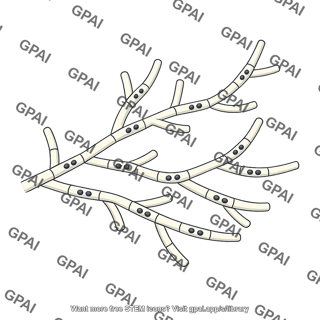 Fungal mycelium dikaryotic