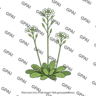 Arabidopsis plant