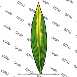 Maize leaf nitrogen deficient