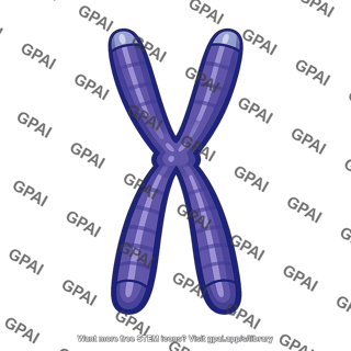 Eukaryotic chromosome