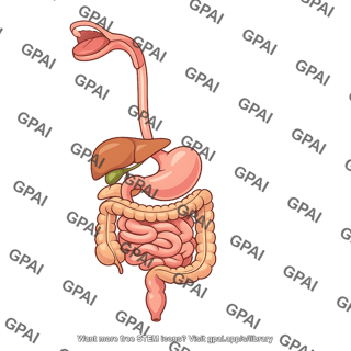 Mammalian digestive system