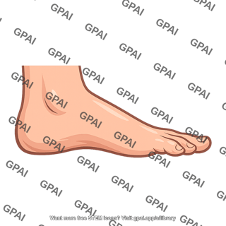 Human foot side view