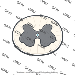 Spinal cord cross section