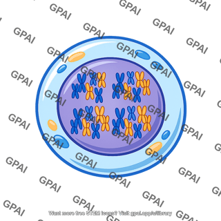 Cell tetraploid