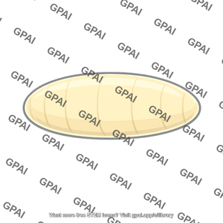 Drosophila embryo