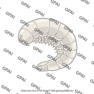 Crustacean embryo parhyale hawaiensis