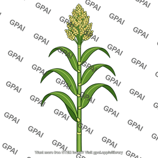 Sorghum plant