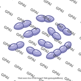 Streptococcus pneumoniae