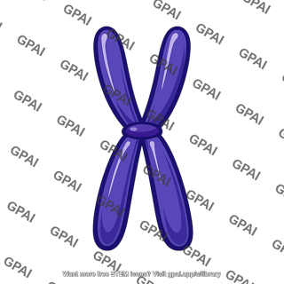 Duplicated chromosome