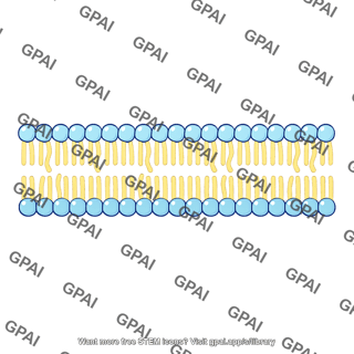 Phospholipid bilayer