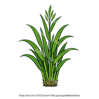 C4 plant