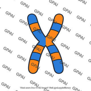 Chromosome hybrid
