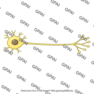 Postganglionic neuron