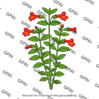 Mimulus eastwoodiae