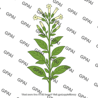 Wild tobacco plant
