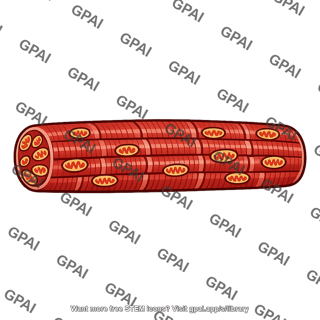Skeletal muscle fiber fast twitch oxidative