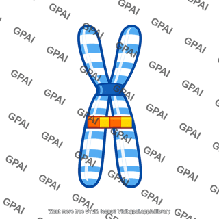 Duplicated chromosome