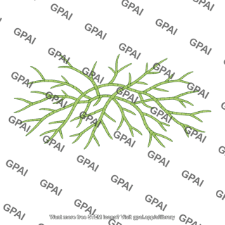 Protonema moss