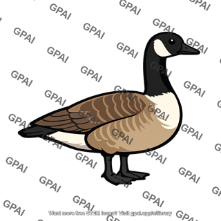 Canada goose
