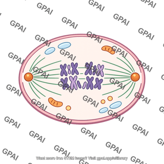 Animal cell mitotic