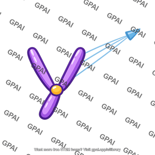 Chromatid anaphase ii