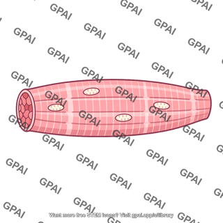 Skeletal muscle fiber glycolytic