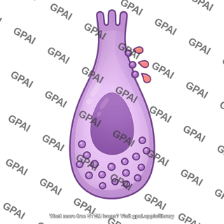 Enteroendocrine cell 1