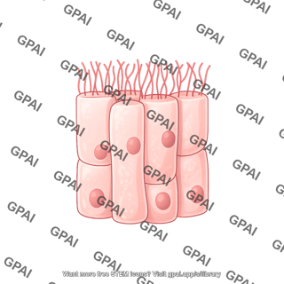 Pseudostratified epithelium few ciliated