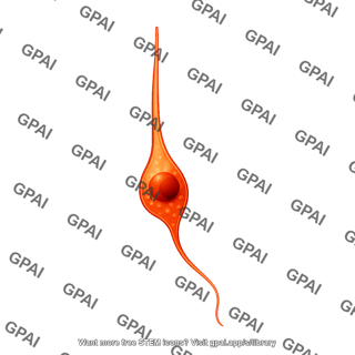 Granule neuron immature long process